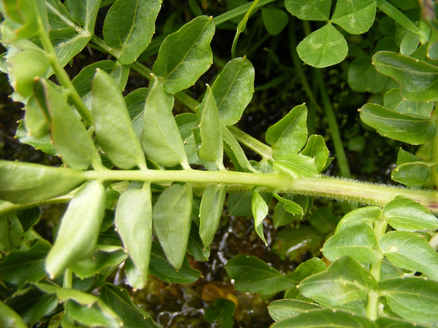Cardamine amara / Billeri amaro